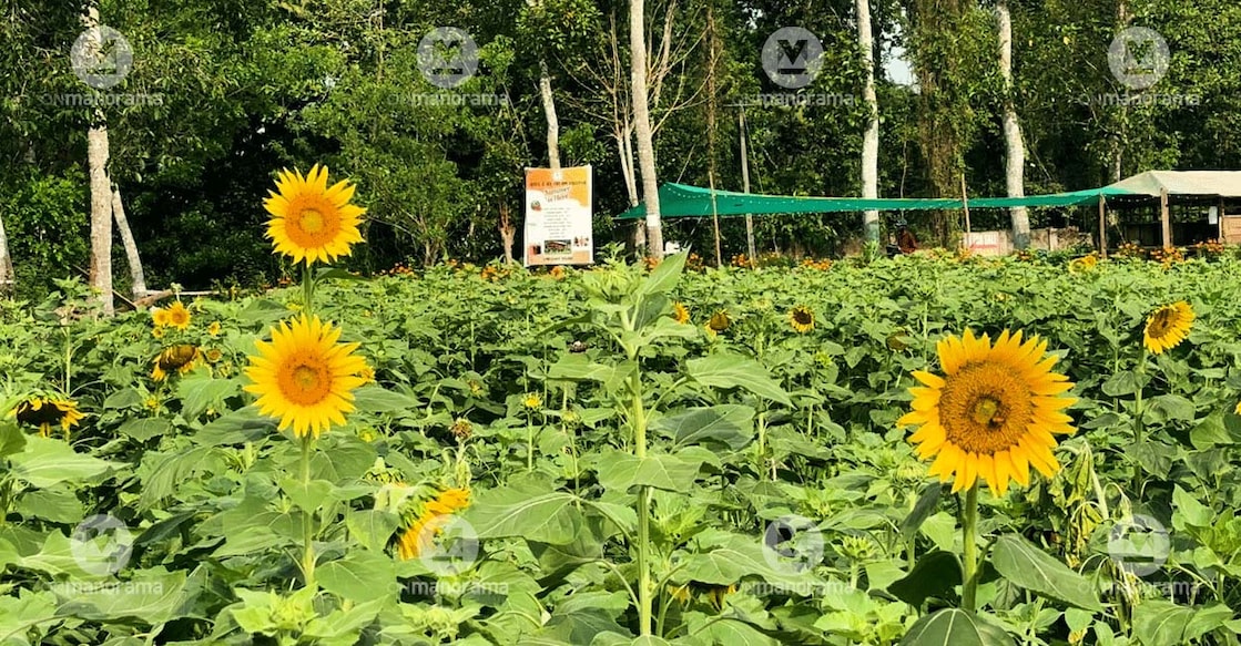 sunflower-kandanad-farm The sunflower farm is in Kandanad near Kochi. Photo: Manorama