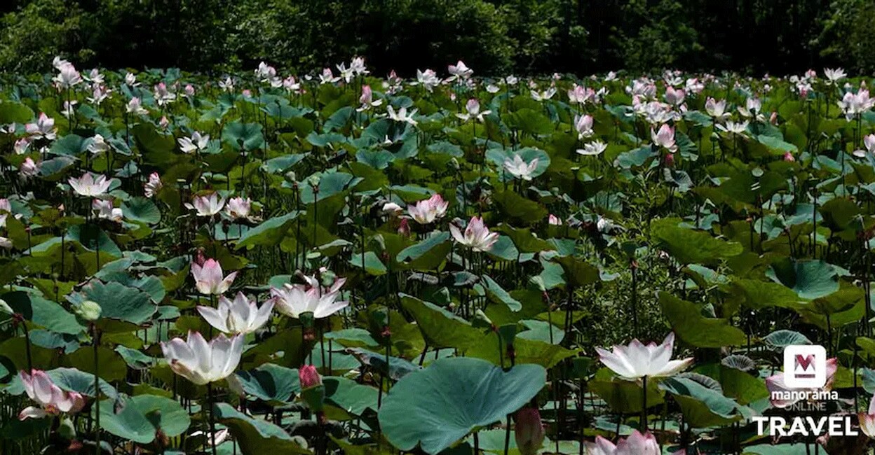 Watching the delicate petalled lotus flowers swaying in the breeze is a serene sight. Photo: Sajeesh Sankar/Manorama