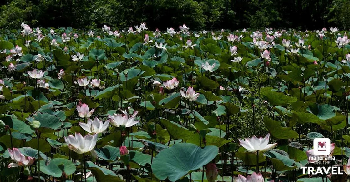 kozhikode-poyilkavu-lotus Watching the delicate petalled lotus flowers swaying in the breeze is a serene sight. Photo: Sajeesh Sankar/Manorama
