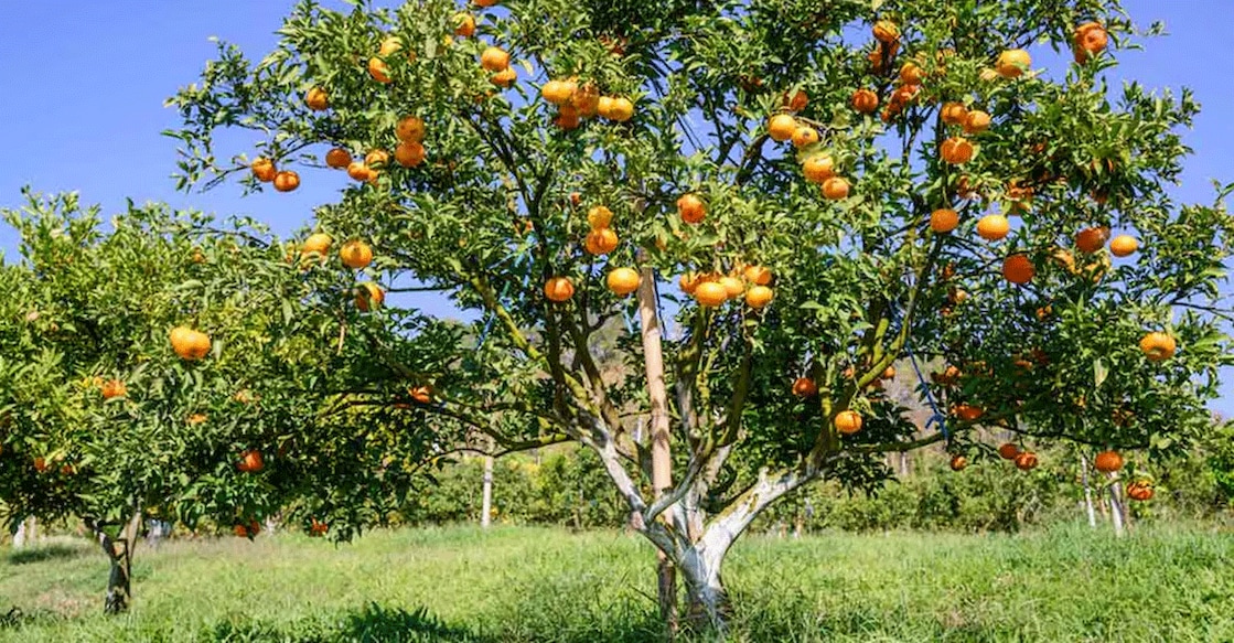 Orange is the main crop of the farm. Photo: Shutterstock/Take Photo