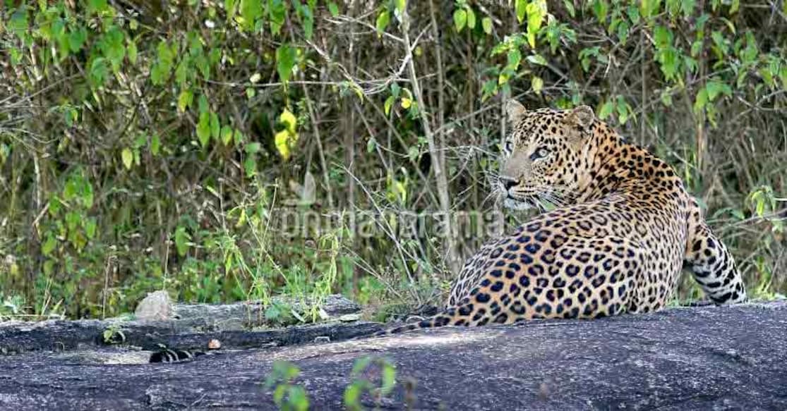 Bandipur diaries: Crouching leopard , vanishing bear and the regal tiger. Photo: Alphonsa Jimmy