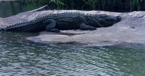 Woman killed by crocodile in Odisha