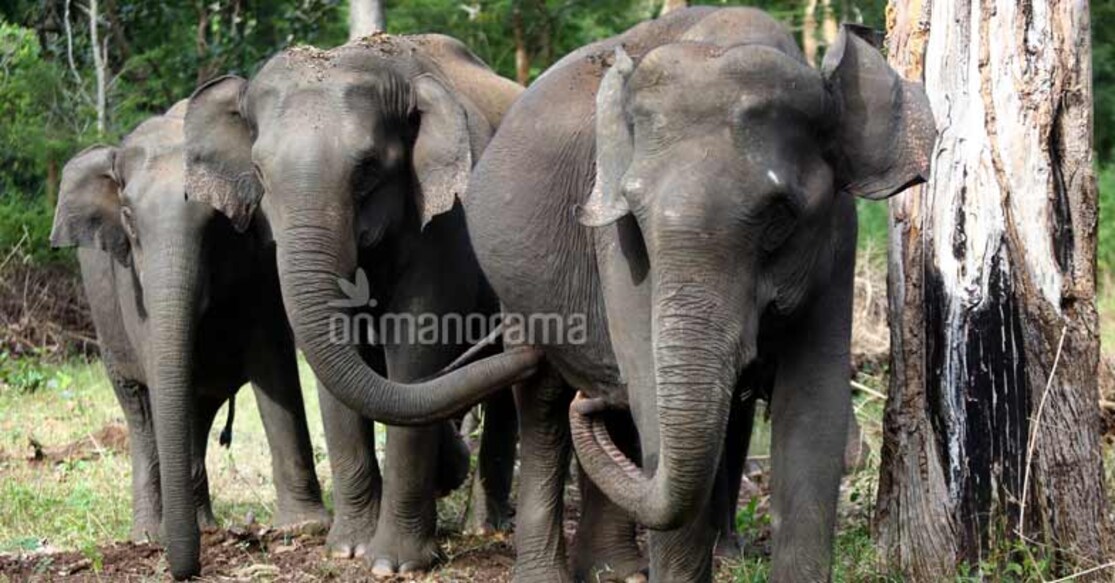 Following the elephant trails on the Nilgiris. Photo: Jimmy Kamballur