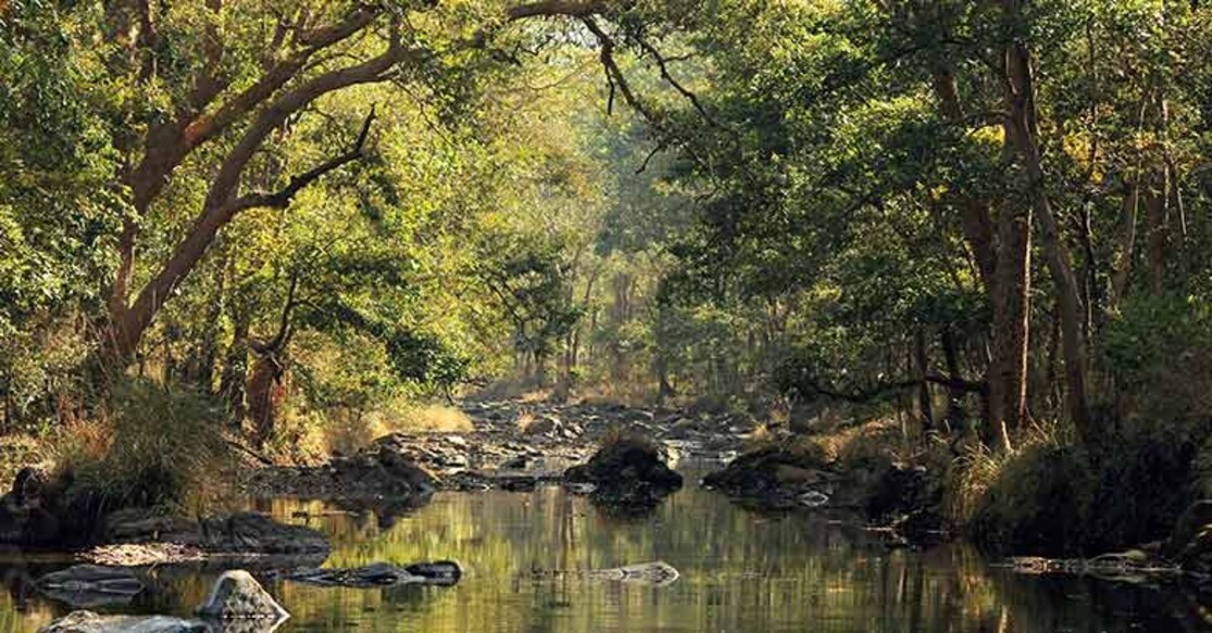 The forests where Mowgli, Bhageera and Shere Khan lived. Photo: Istock