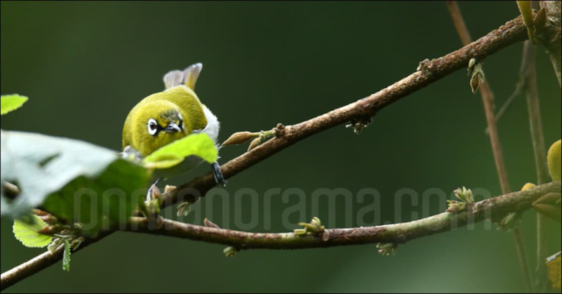 Oriental white eye. Photo: Jimmy Kamballur