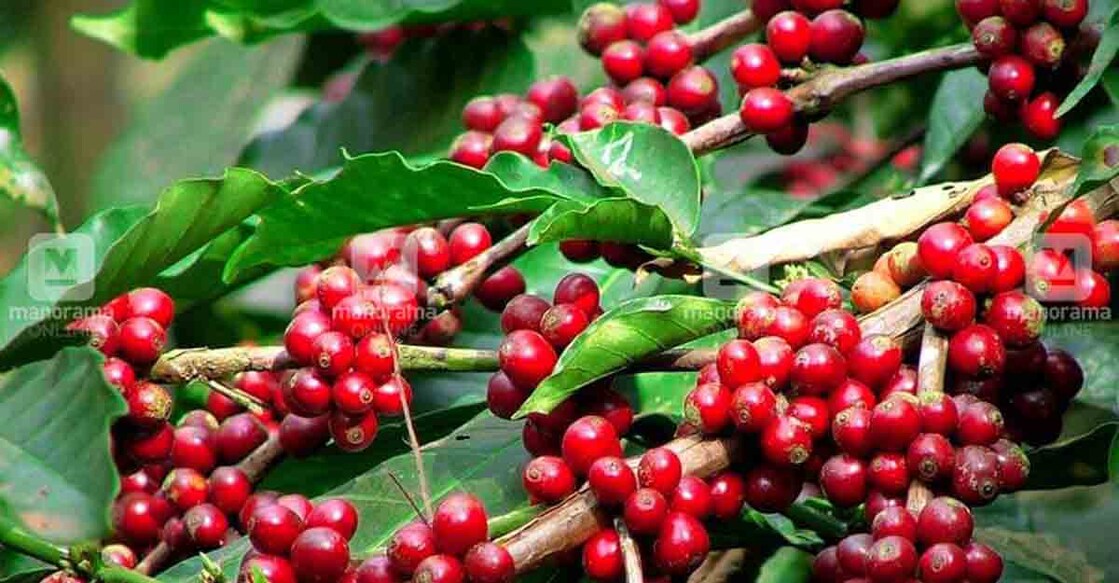 wayanad-coffee-plantation