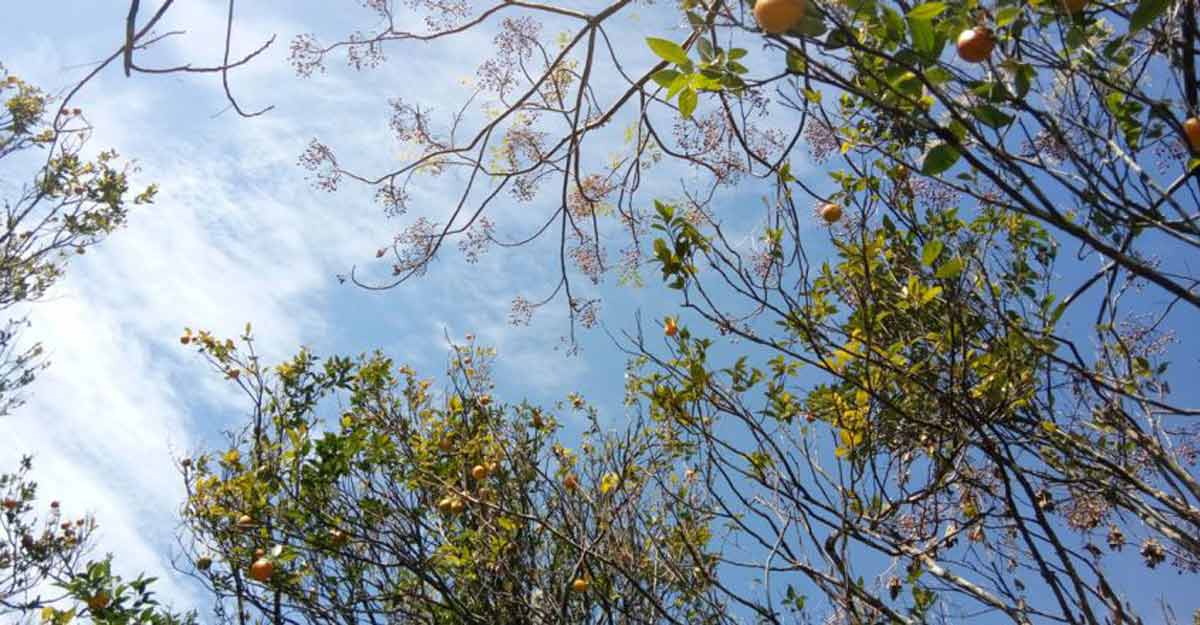 Sitong in Darjeeling