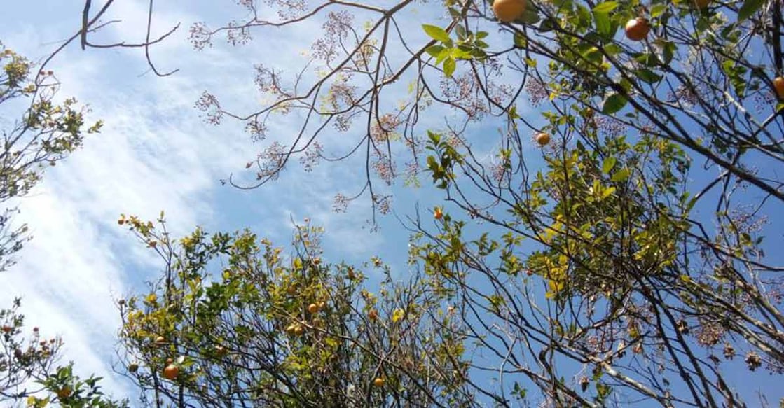 Sitong in Darjeeling