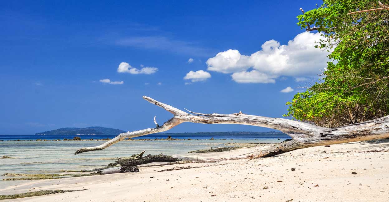 elephant-beach elephant-beach