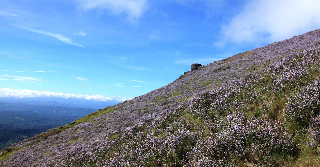 KSRTC announces special Munnar tourism package from all districts