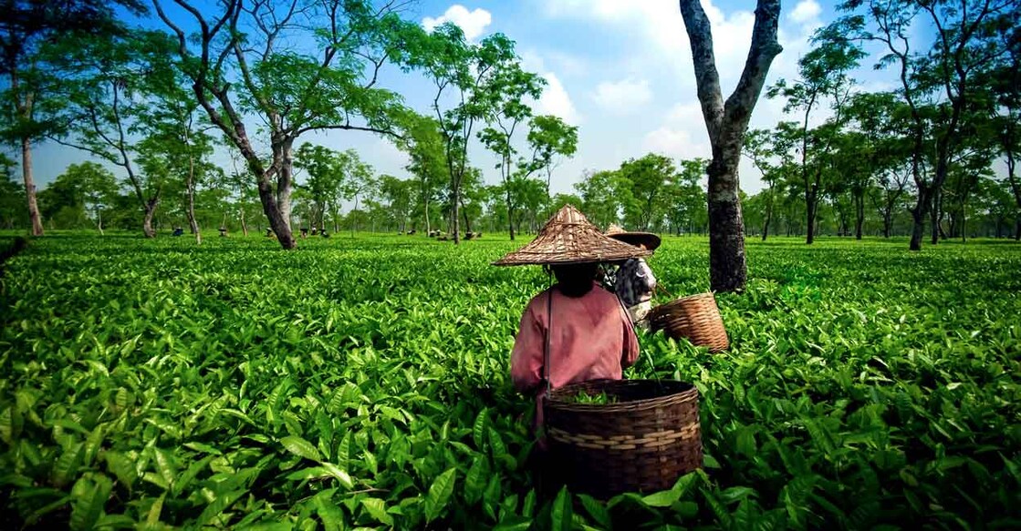 Assam | Photo: Shutterstock Images