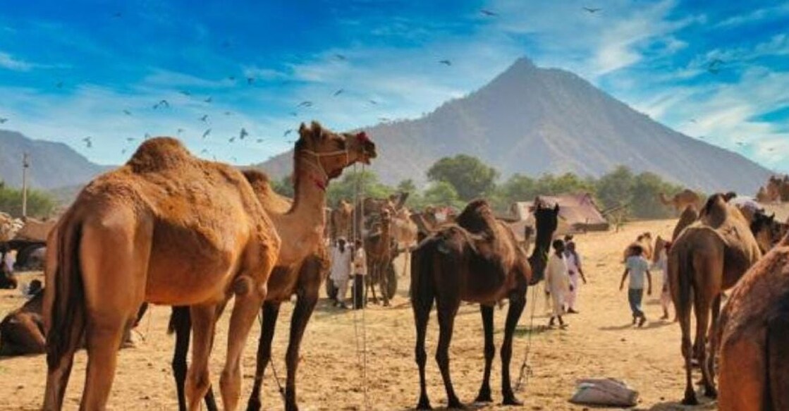 Plan a winter getaway to Rajasthan