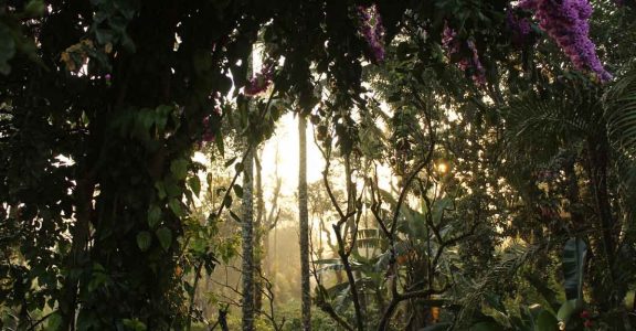 Nature at its best in Coorg's coffee plantations Nature at its best in Coorg's coffee plantations