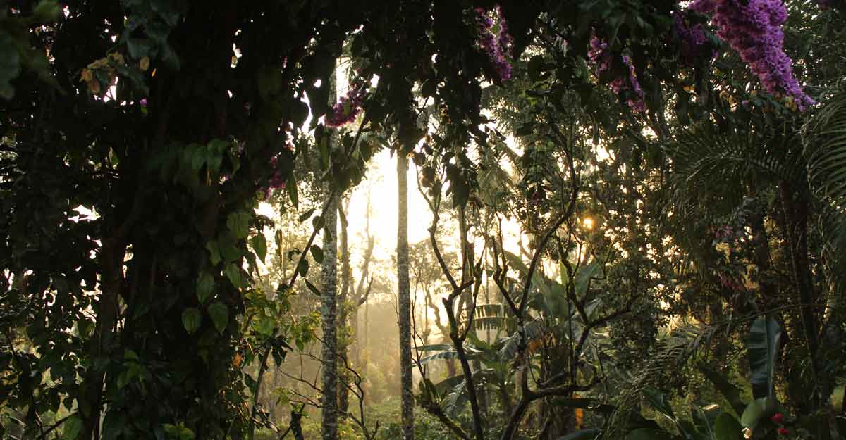 Nature at its best in Coorg's coffee plantations