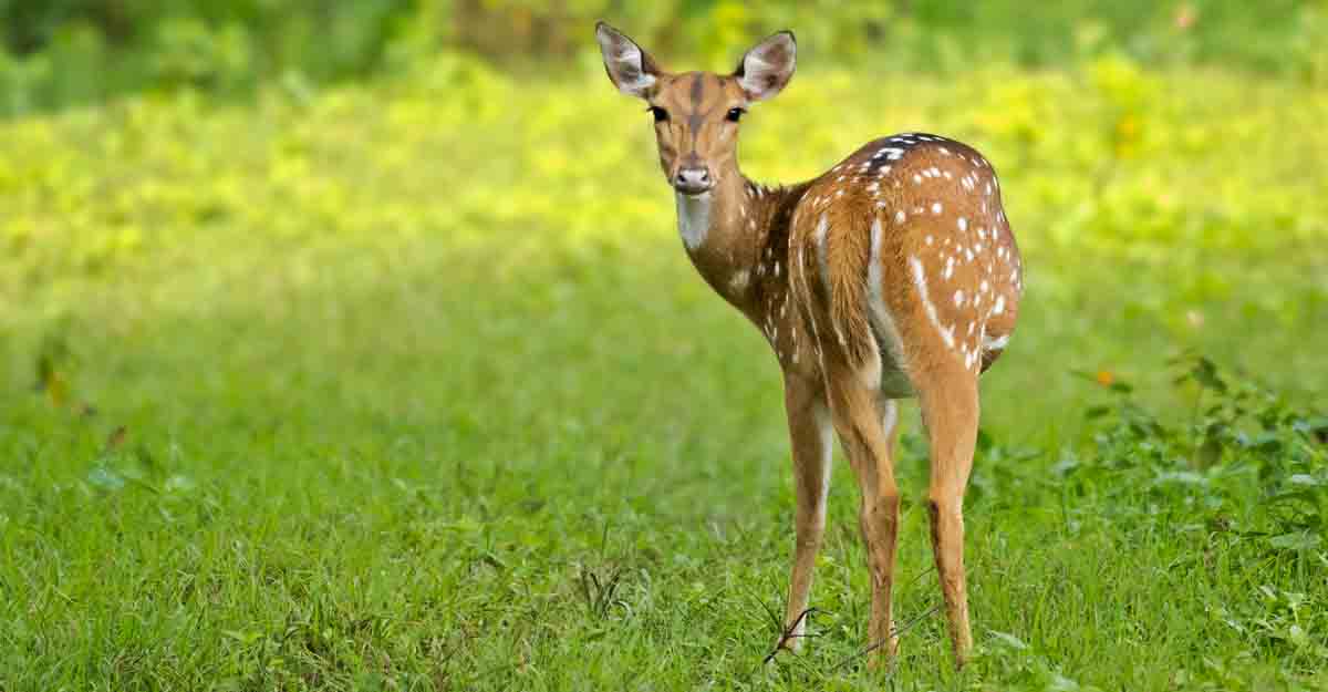 mudumalai mudumalai