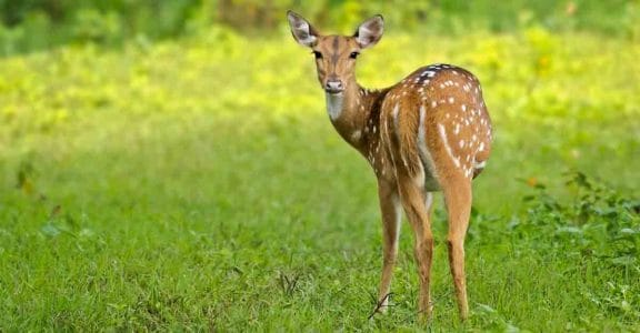 mudumalai mudumalai