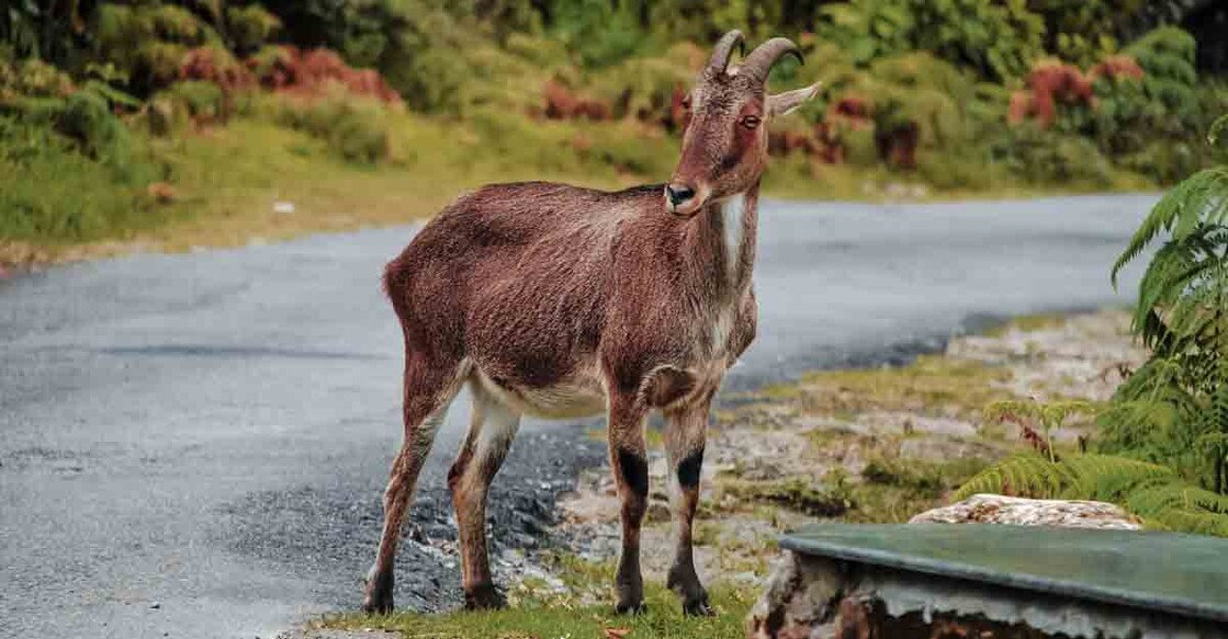 The Nilgiri tahr is an ungulate that is endemic to the Nilgiri Hills and the southern portion of the Western Ghats in the states of Tamil Nadu and Kerala in Southern India.