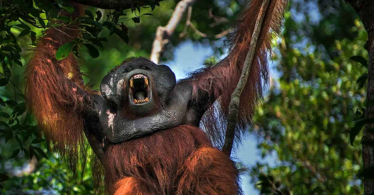 monkey monkey