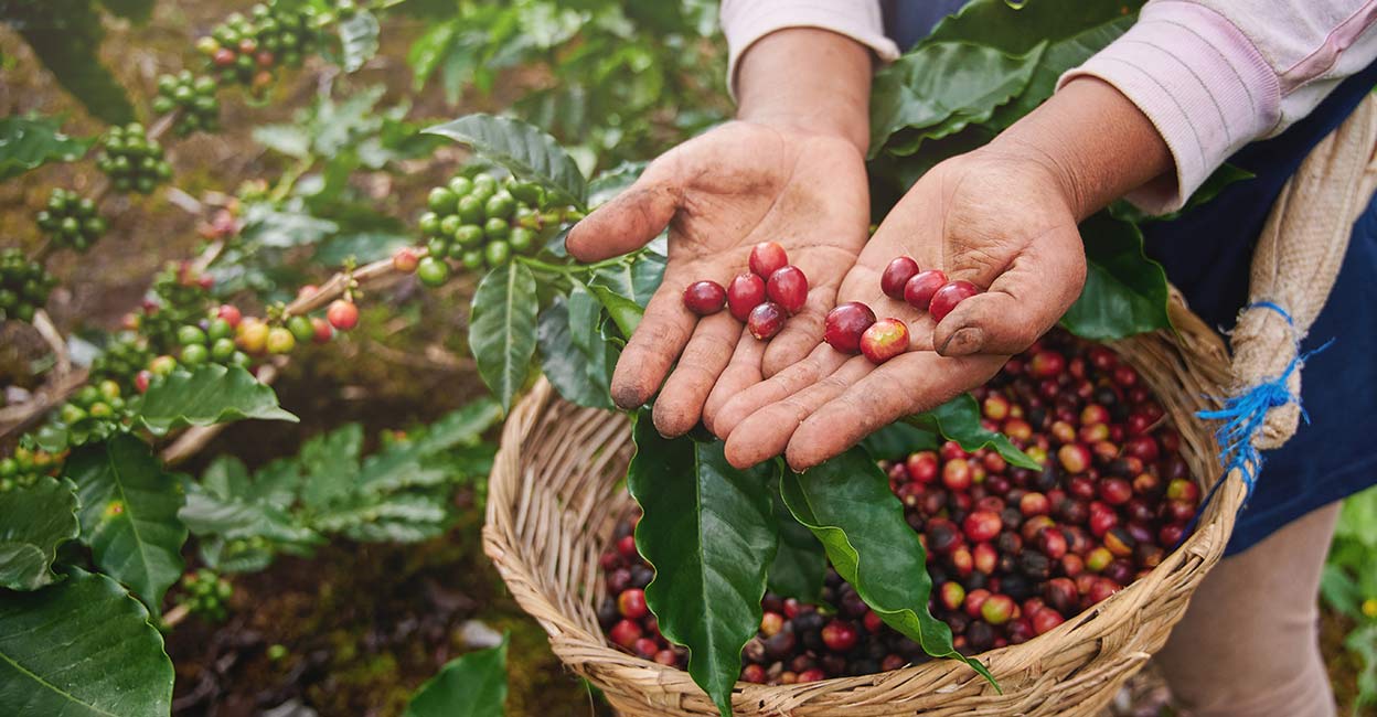 Coffee-plantation-sq Coffee picker show red cherries on basket background. Photo: Shutterstock/ PixieMe