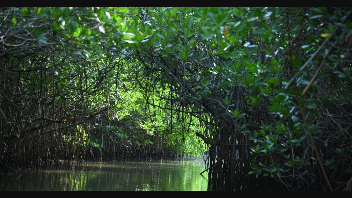 Tamil Nadu State Wetland Authority