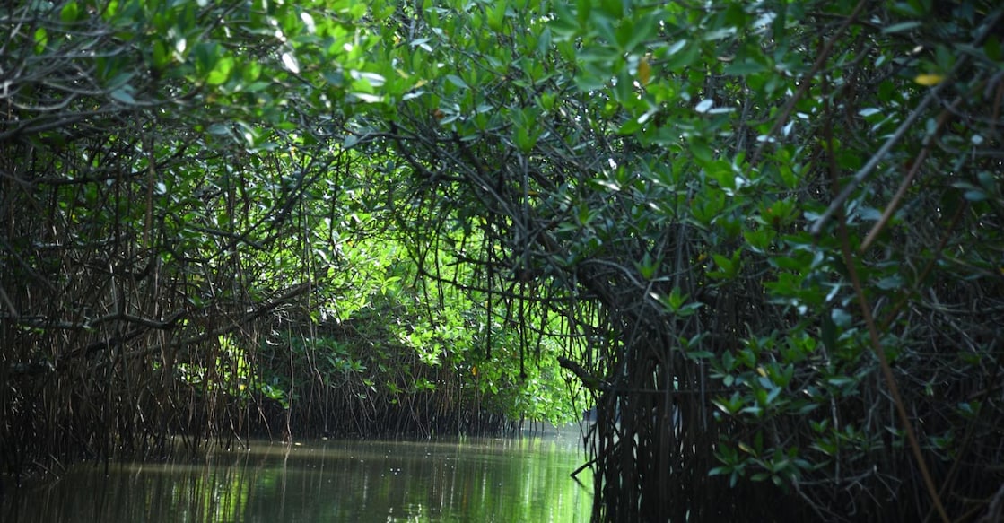 Undoubtedly, Pichavaram is a paradise on earth and every travel junkie will long to be in the cool shade of the verdant mangrove forest, go on a boating spree and indulge in bird watching. Photo: Praveen Elayi