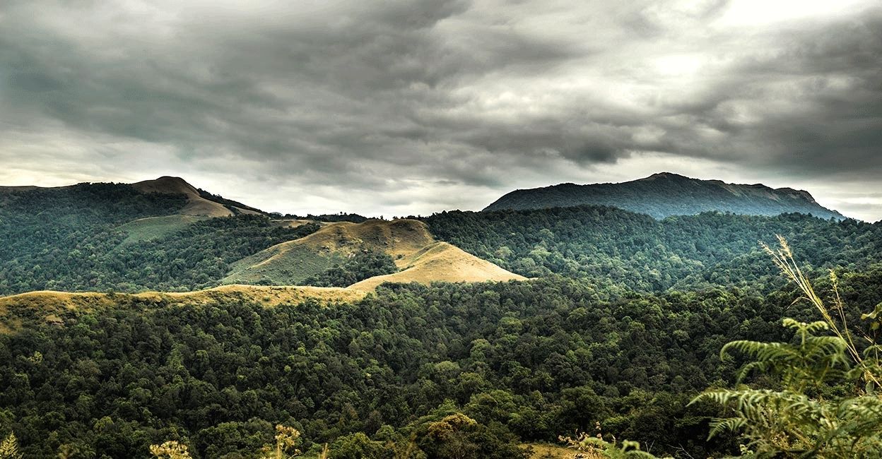 The forest in Kundremukh Hills The forest in Kundremukh Hills