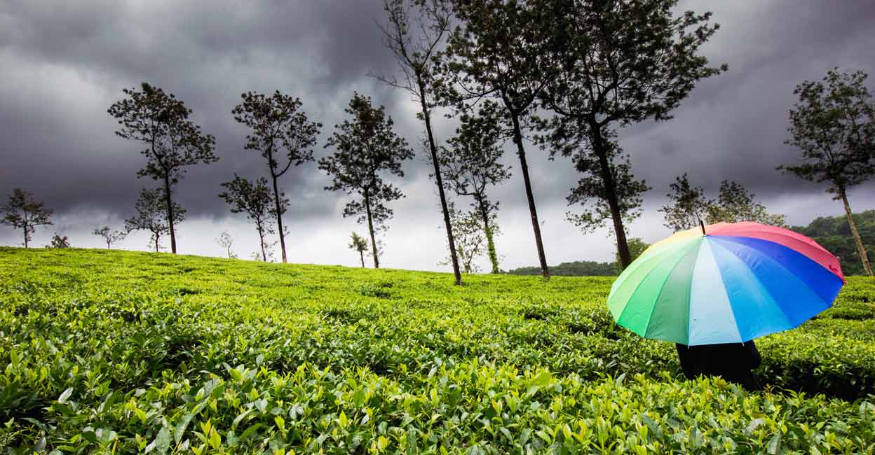 Kerala: El Tesoro Verde viajar a la india