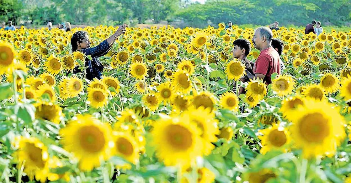 Tourists among Sundarapandiapuram sunflowers. Photo: Manorama