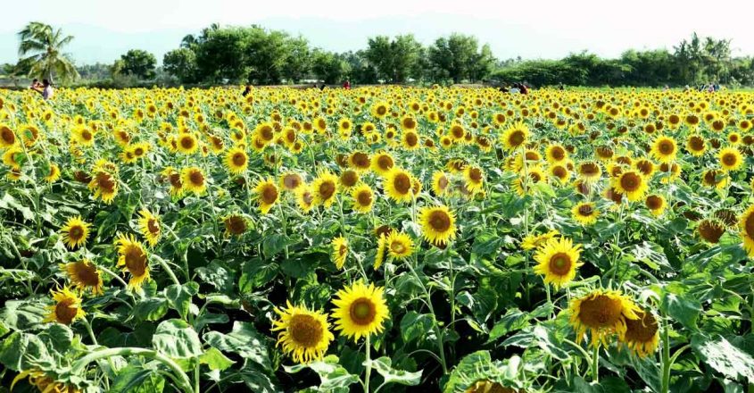 Keralites flock to Roja’s ‘native place’ to bask in charm of sunflowers