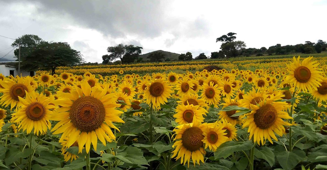 A sunflowers field in Gundulpet, Karnataka. Photo: Arun Varghese