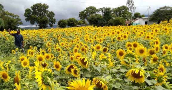 Sunflowers burning bright at Gundulpet in Karnataka