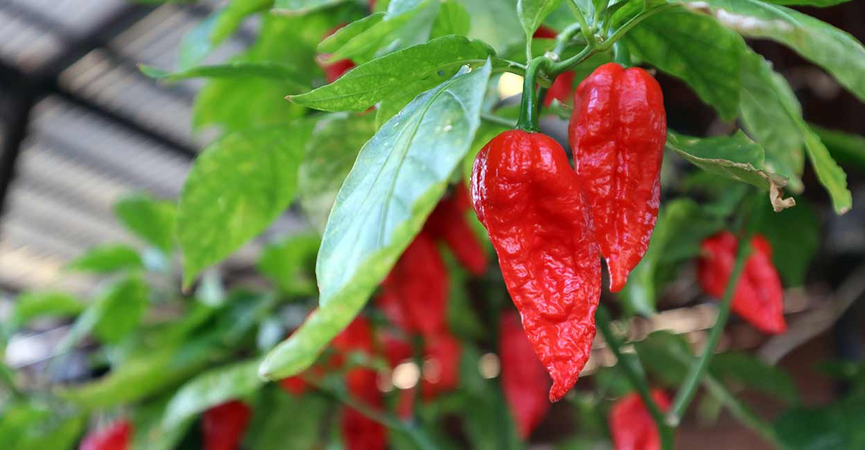 bhut-jolokia Bhut Jolokia. Photo: Shutterstock/ Nattawut.J