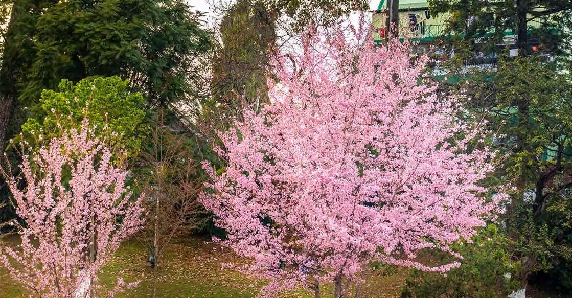 Several pop stars and DJs compete for honours at this edition of the festival. Photo: iStock/bambam kumar jha