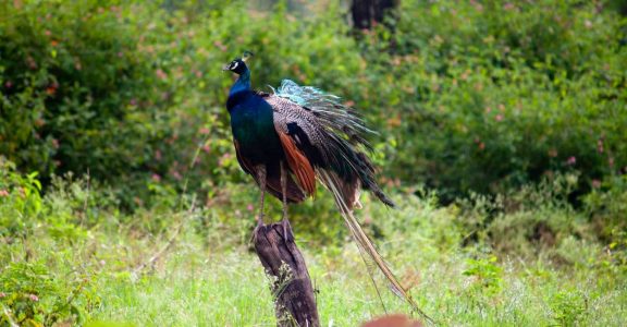 A peacock at Mudumalai National Park, India