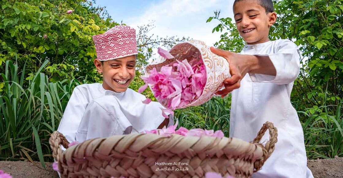 Harvesting of roses in Oman takes place entirely by hand. Photo: Manorama