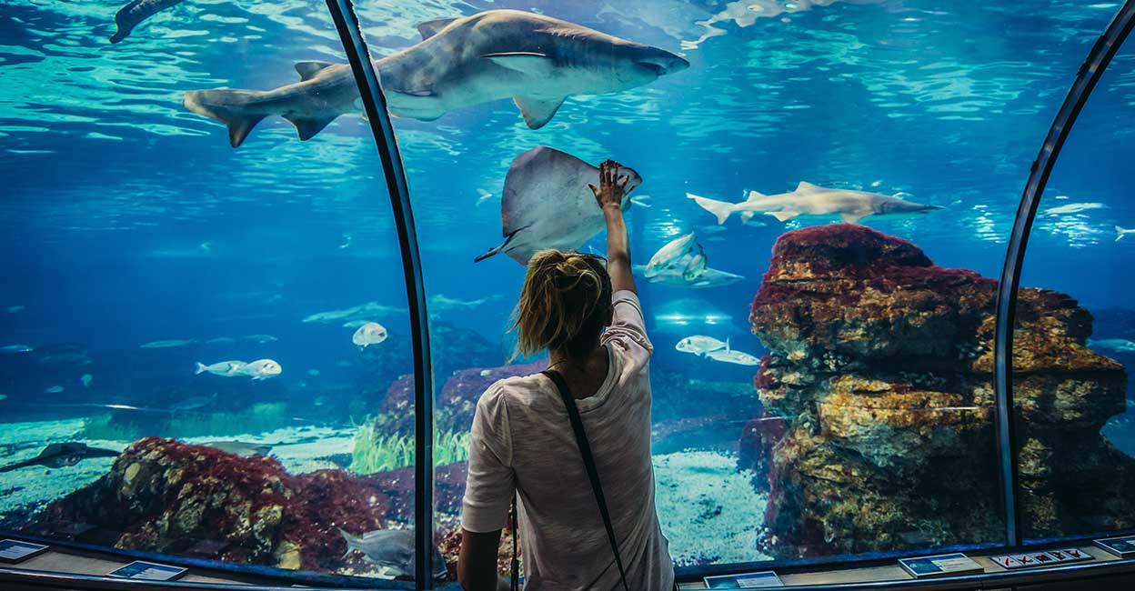 tunnel-aquarium1 The eco park is located in the village of Kothwalguda village in Ranga Reddy district. Photo: Fotokon/Shutterstock
