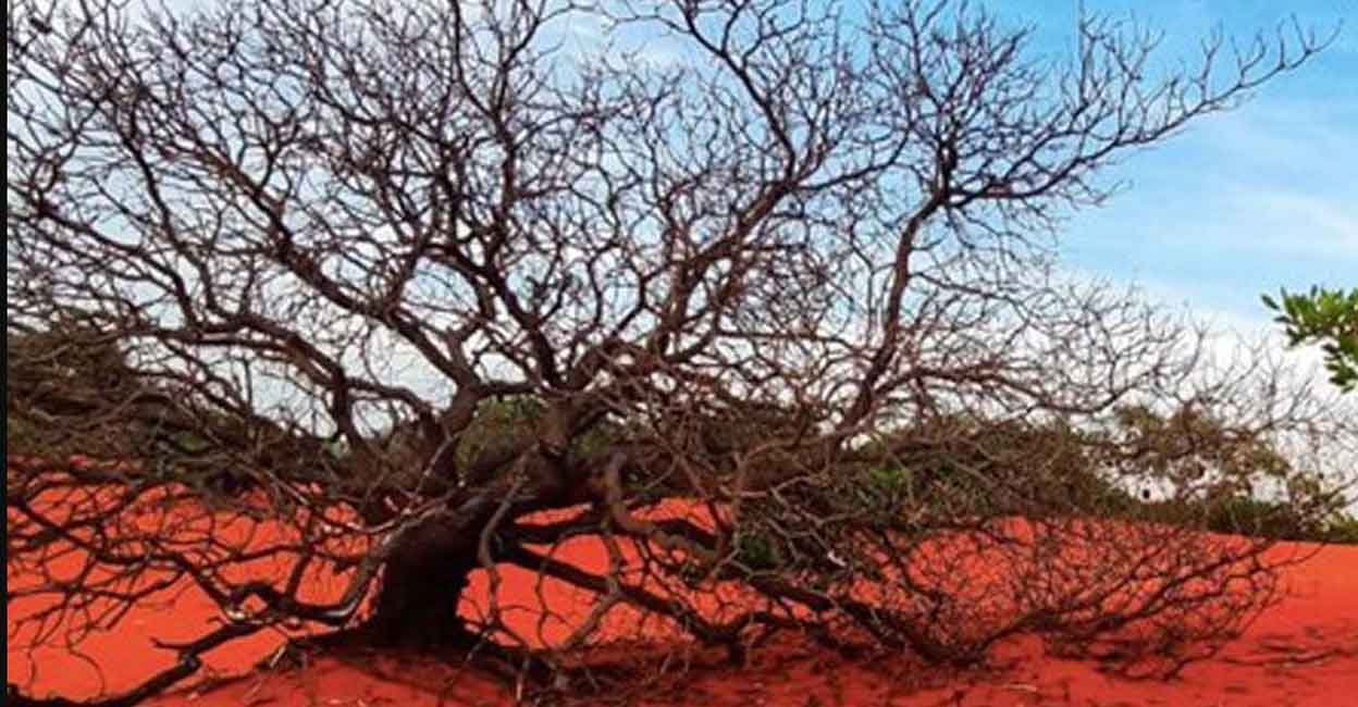 theri-kaad-2 The sand here contains iron oxide giving it the vibrant red hue. Photo: Rinu Raj