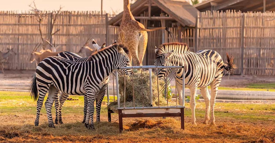 The visitors can have a great time as the Safari Park has an African Village exclusively for animals from the African continent. Photo: Shutterstock/frantic00
