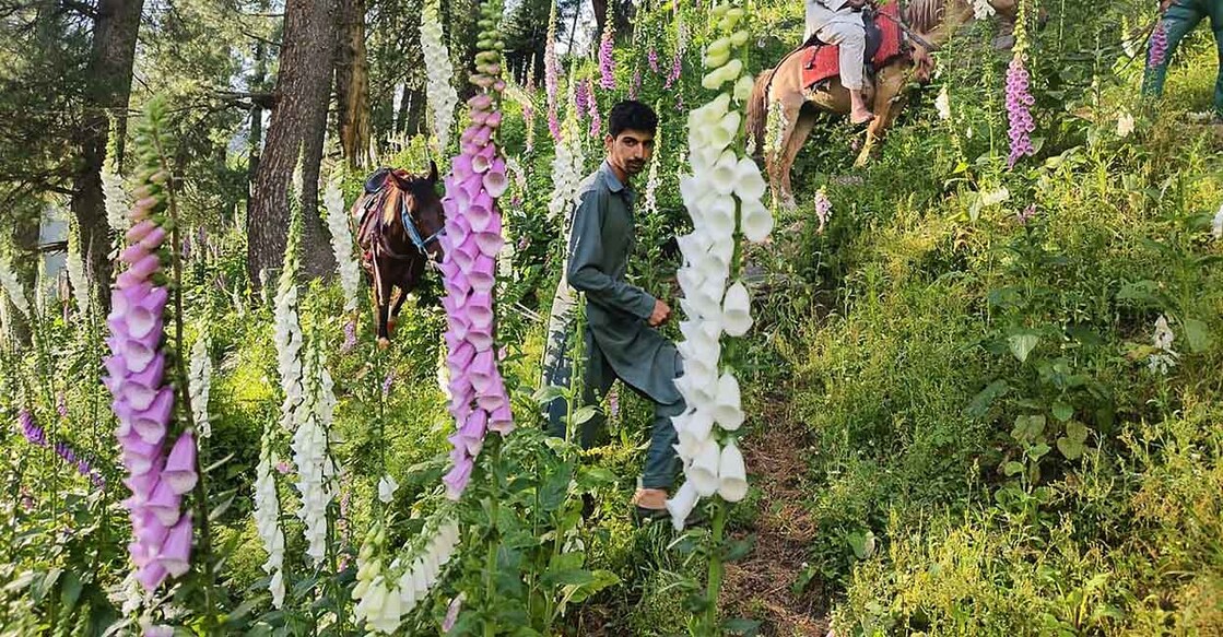 A native of temperate Europe, Foxglove is a delicate and fragrant flower that looks like wind chimes in pink and white. Photo: PTI