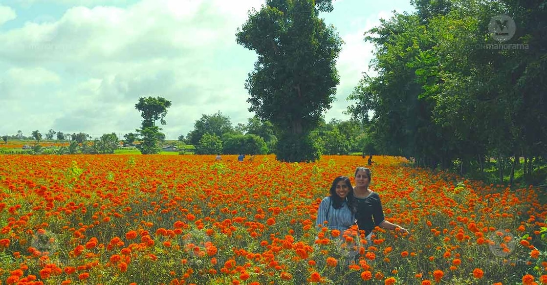 Almost all visitors to the rain-drenched destinations of Wayanad also visit the flower fields of Gudelpett where one can click to fill the colours of farms. Photo: Jose Kurian/Manorama