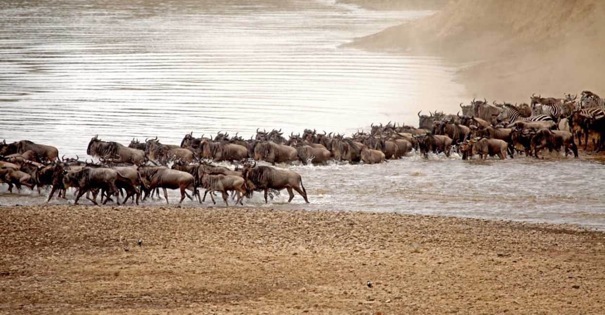 art3 Animals migrate from the drier grasslands of Serengeti (Tanzania) into the green pastures of Mara (Kenya) to eat the fresh grass and graze and browse their way to turn back on a reverse migration back to Serengeti in September-October (all controlled by Rain). Photo: KR Vancheeswaran