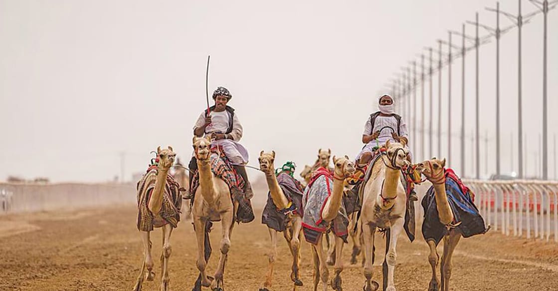 The Crown Prince’s Camel Festival has entered the Guiness Book of World Records after parading more than 11,000 camels at the grand inaugural ceremony. Photo: Special Arrangement