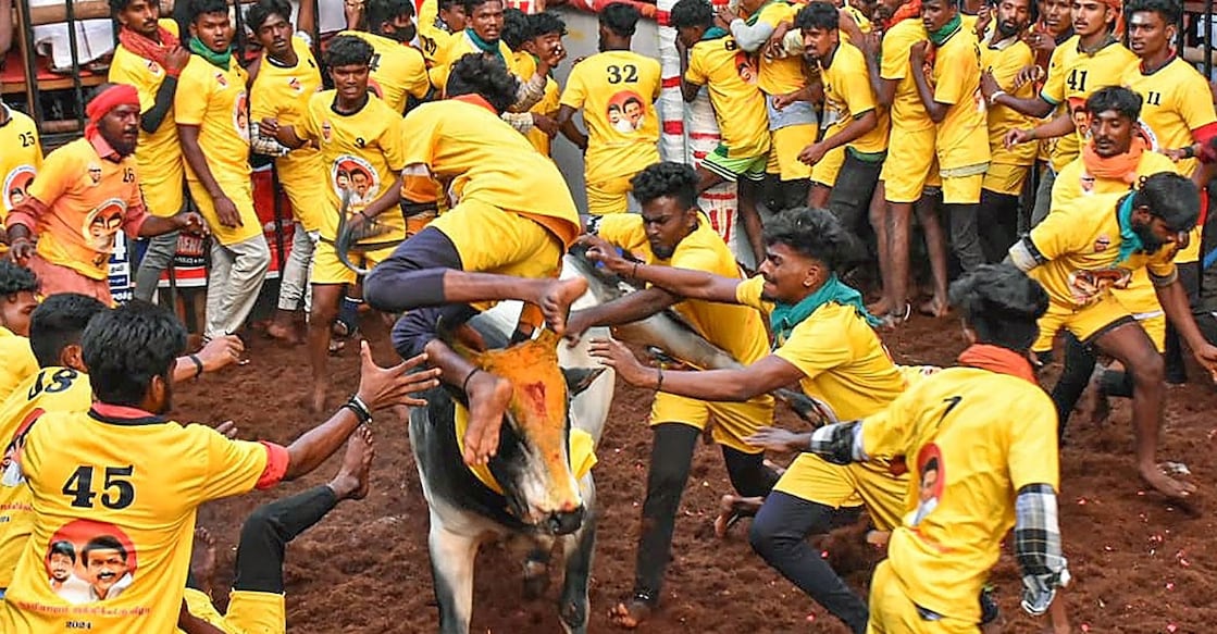 People try to take control of a bull as they participate in the 'Jallikattu' event as part of 'Pongal' celebrations, at Avaniyapuram in Madurai district, Monday, Jan. 15, 2023. Photo: PTI