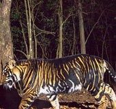 Tigers on prowl trigger panic in Munnar plantation