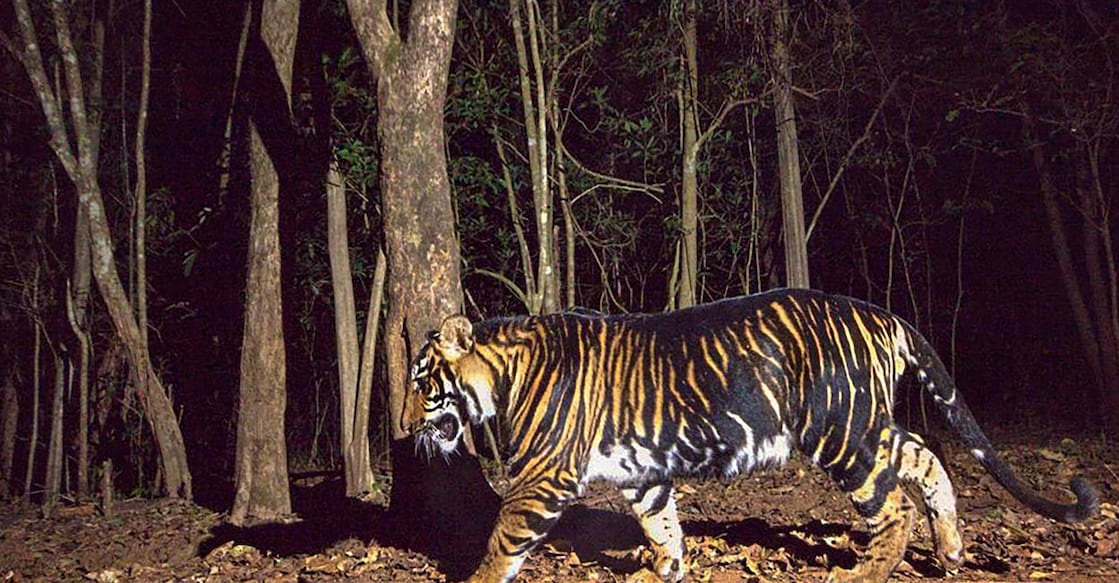 Melanistic tiger in Similipal of Odisha. Photo: PTI