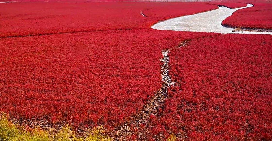 Panjin is approximately a six-hour journey away from Beijing and can be reached by bus or train. Photo: iStock/Riverwill