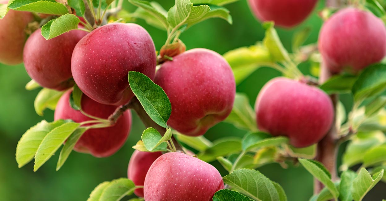almaty-apples The name Almaty apparently translates to the 'grandfather of apples.' Photo: iStock/MariuszBlach