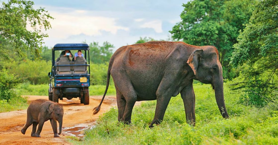 A glimpse from the Udawalawe National Park. Photo: Shutterstock/bodrumsurf