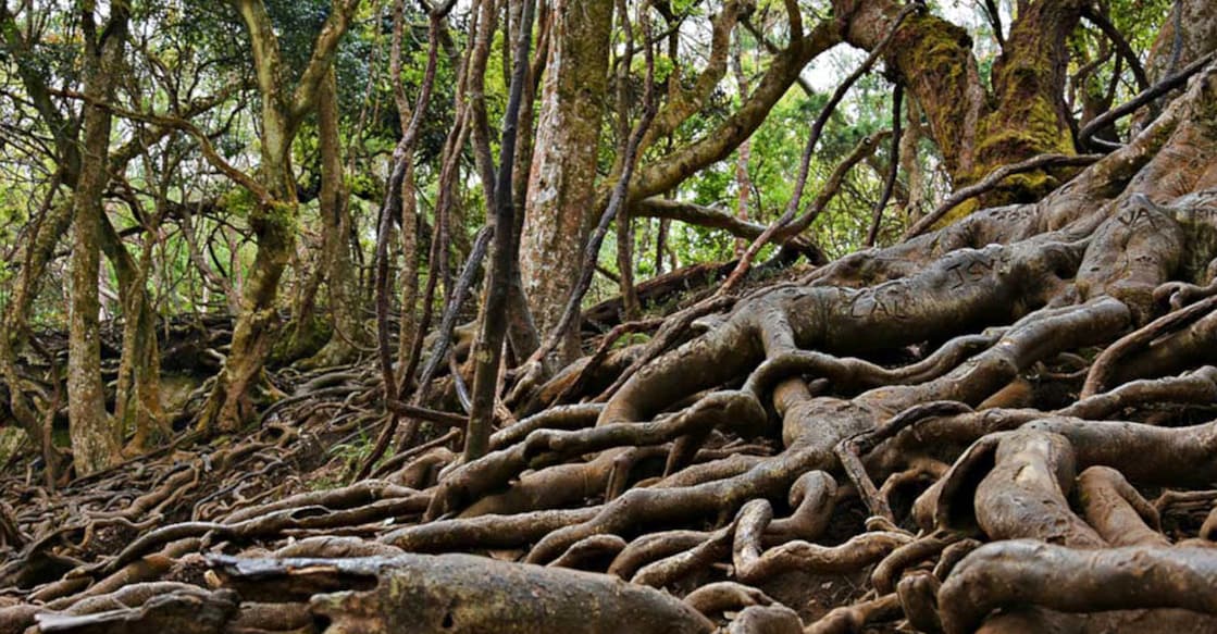 Guna Caves, also known as 'Pillar Rocks Cave,' has many narrow passages, deep chambers, low ceilings and an intriguing vibe that can thrill adventure seekers.      Photo: Shutterstock/M J Amal