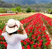 Kashmir’s tulip garden is open; Check out timings and ticket rates